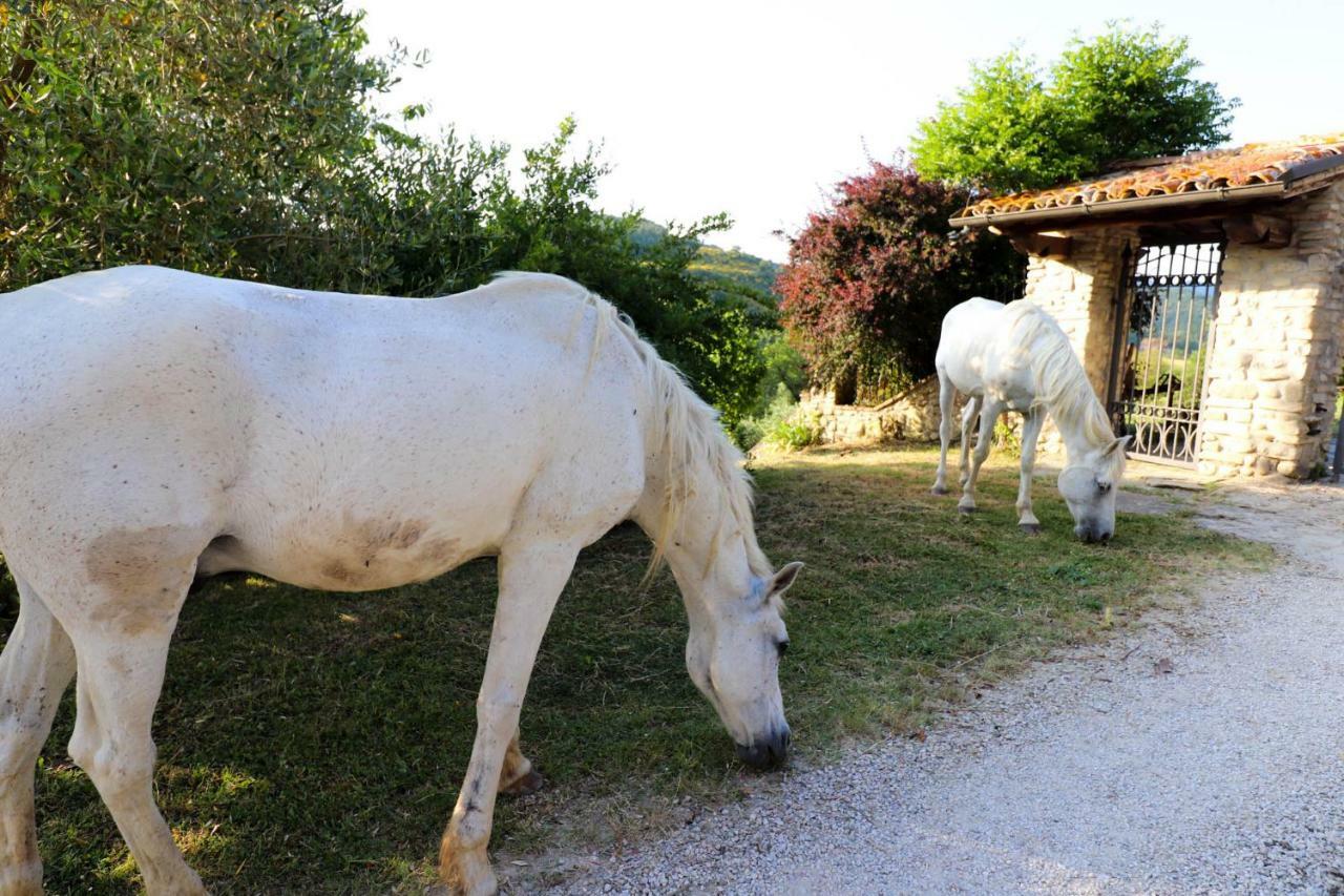 Agriturismo La Tana Città di Castello Εξωτερικό φωτογραφία